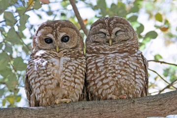 Owls